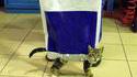 Chat en balade