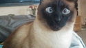 Chat qui va éternuer