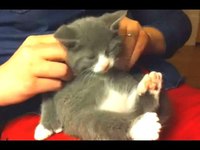 Les chats aiment les massages