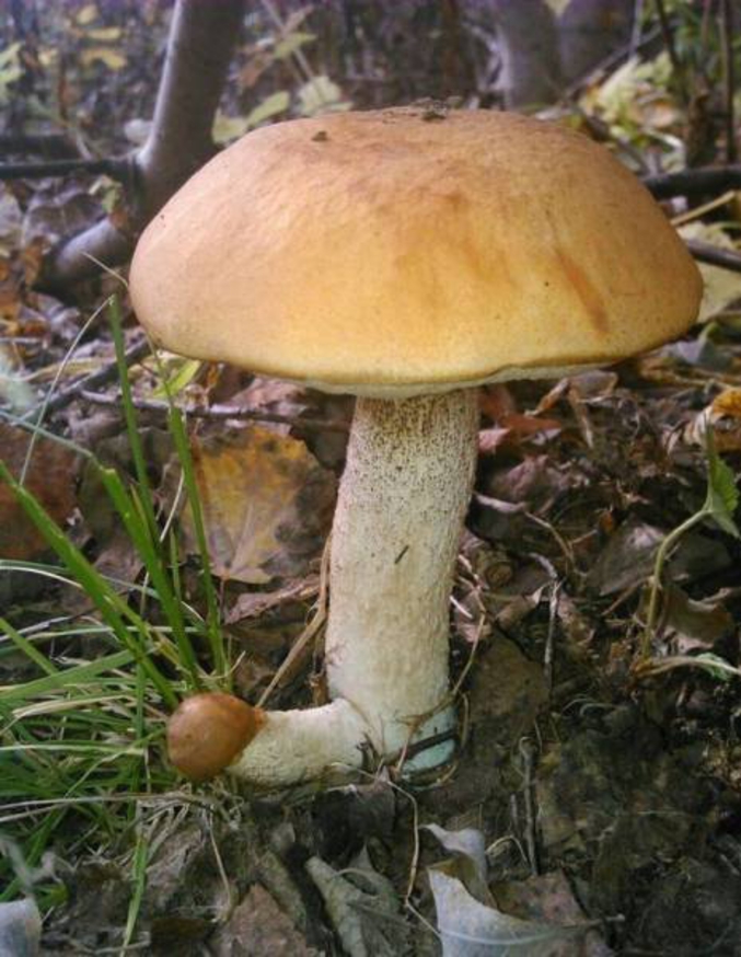 Un champignon mâle.