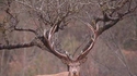 Le grand cerf