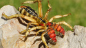 Camel Spider
