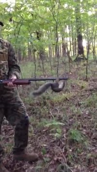 Chasse à l'écureuil
