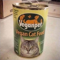 Nourriture vegan pour chats