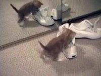 Chaton, miroir et chaussures