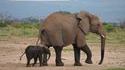 Traversée d'éléphants