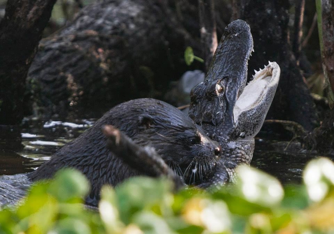 Une loutre chasse un alligator dans le Lake Woodruff National Wildlife Refuge en Floride (Etats Unis).