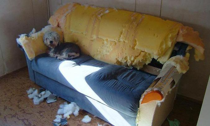 Un chien ennervé qui a réduit le canapé en miettes