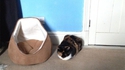 Stupide chat