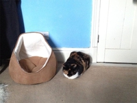 Stupide chat