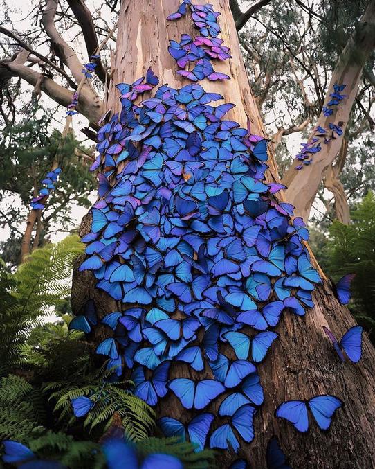 Une très belle photo réalisée par Kelvin Hudson d'un tronc d'arbre recouvert par des dizaines de papillons.