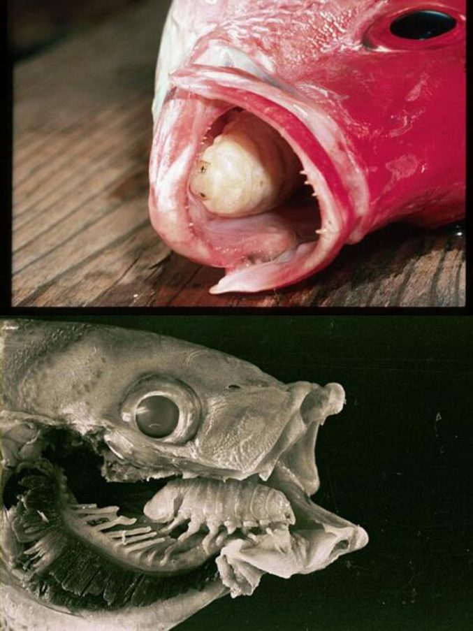 Le cas unique d'un parasite qui prend la place d'un organe, pour lui même devenir un organe fonctionnel : la langue des poissons !