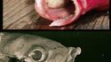 Cymothoa exigua