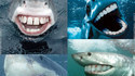 Gentils requins