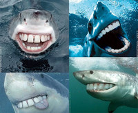 Gentils requins