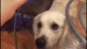 Jeu sadique avec son chien