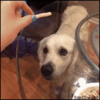 Jeu sadique avec son chien