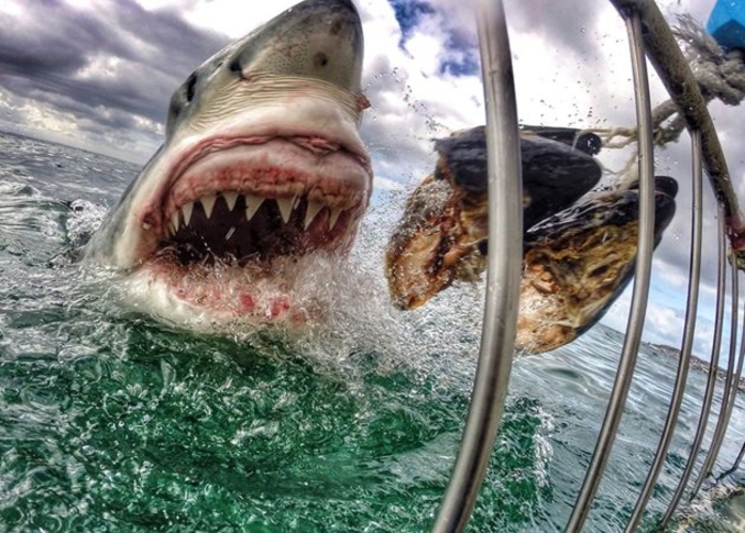 La photographe Amanda Brewer a pris cette photo dans les eaux de Mossel Bay, une ville portuaire sud-africaine, alors qu'elle aidait à la collecte de données sur les squales. Elle a alors dit 'quand vous êtes dans l’instant et sous pression, ce n’est pas franchement terrifiant' puis conclu : 'les requins sont beaux et gracieux'.