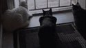 Les chats c'est des connards...
