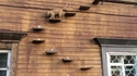Escalier pour chat