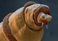 Un asticot au microscope