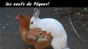  les oeufs de Pâques 