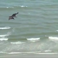 Ce requin a toujours rêvé de voler.