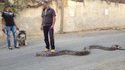 Sortir son animal