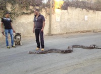 Sortir son animal