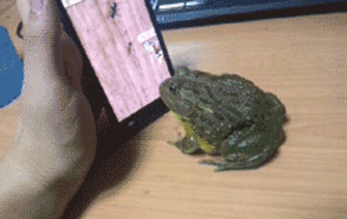 Un crapaud face à un smartphone