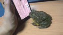 Un crapaud face à un smartphone