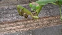 Une mante religieuse mange deux abeilles en même temps