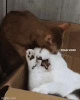 pas d'erreur, c'est le chieur...