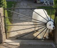 Un chien solaire