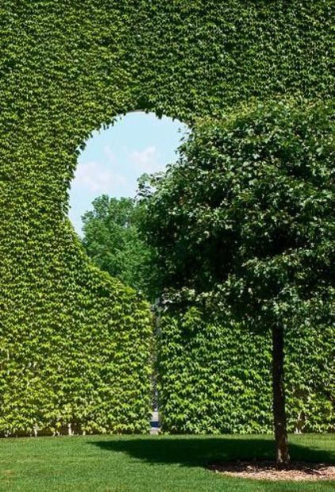 Un arbre s'est échappé d'un jardin.