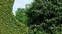 Evasion d'arbre