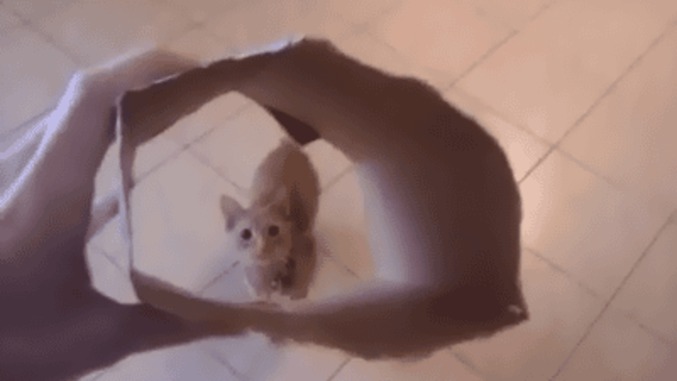 La passion des chats pour les cartons