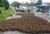 Kan les canards à pattes se carapatent