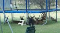 Cerfs au repos