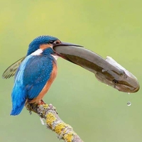 Kan la pêche est fructueuse
