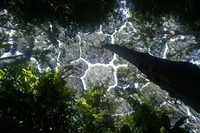 Canopée
