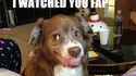 Chien coquin