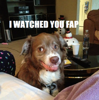 Chien coquin