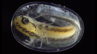 Timelapse de la tranformation d'une simple cellule en un organisme complet en 6 minutes