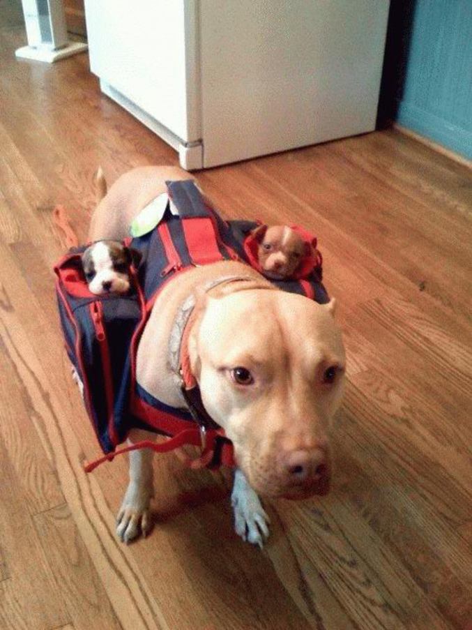 Une chienne transporte ses bébés de façon à ce qu'ils ne s'éloignent pas d'elle.