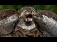Les loutres