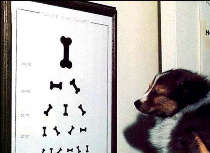 Un test de la vue pour chiens. Et pour les lunettes ?