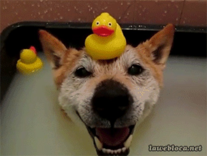 Chien au bain