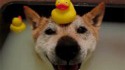 Chien au bain