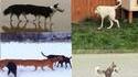 Les chiens de Tchernobyl